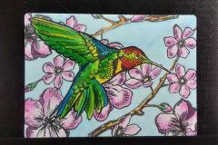 kolibriea